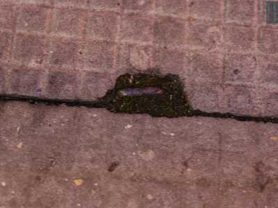 Un gancio risalente ai primi anni del 900 che veniva utilizzato dai venditori di uva per legare i tendoni delle loro bancarelle